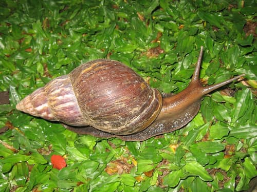 East African Giant Snail reference