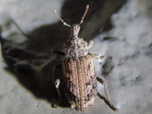 Vegetable Weevil reference