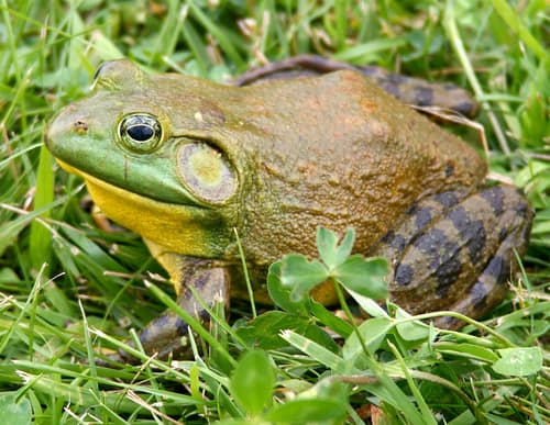 American Bullfrog reference