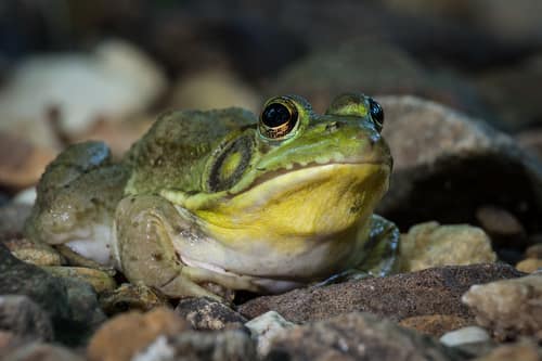 Green Frog reference