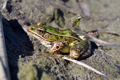 Northern Leopard Frog reference