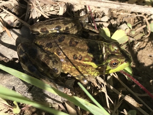 Mink Frog reference