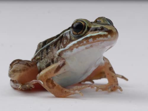 Southern Leopard Frog reference