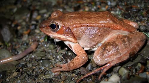 Wood Frog reference
