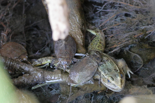 Lowland Leopard Frog reference