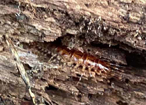 Bark Centipede reference