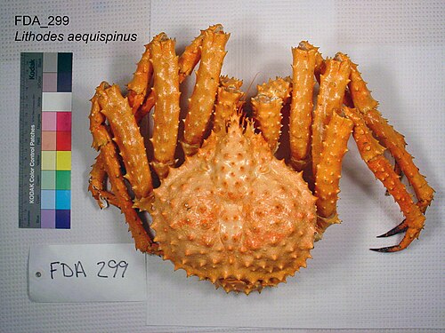 Golden King Crab reference