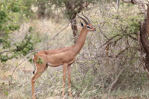 Gerenuk reference