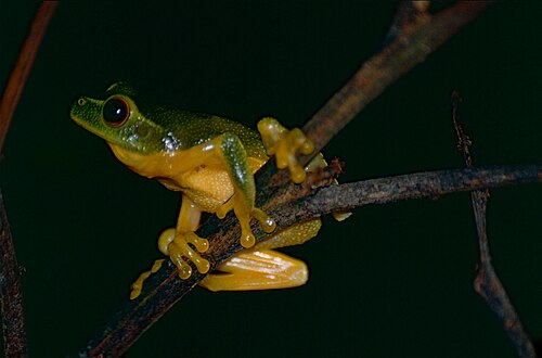 Dainty Green Tree Frog reference