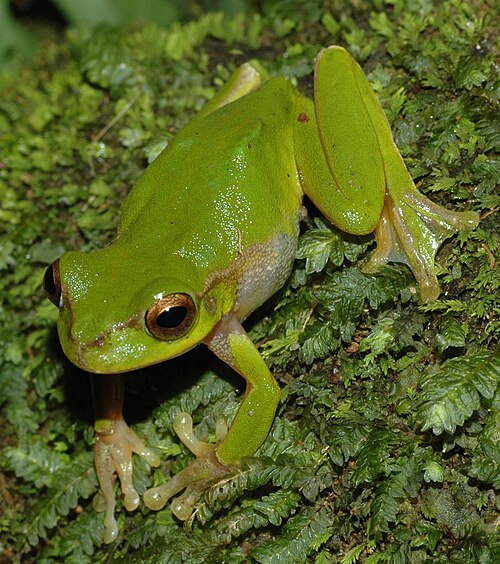 Cascade Tree Frog reference