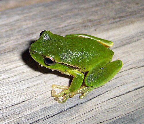 Leaf Green Tree Frog reference