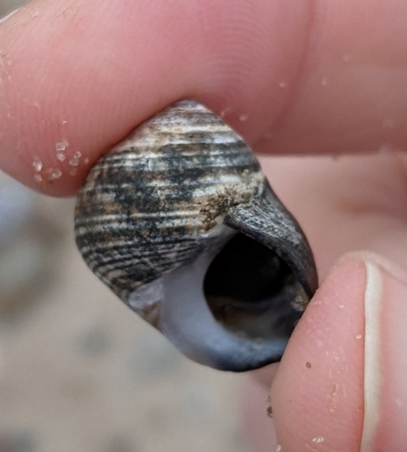 Common Periwinkle reference