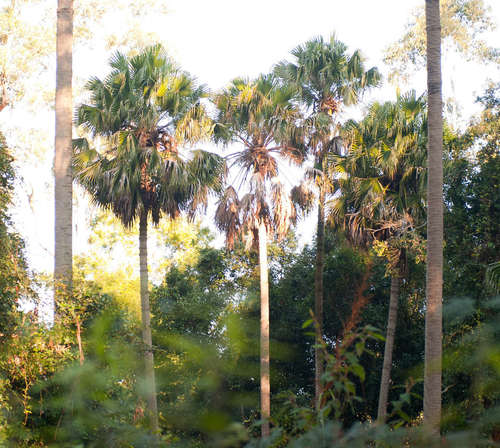Cabbage Tree Palm reference