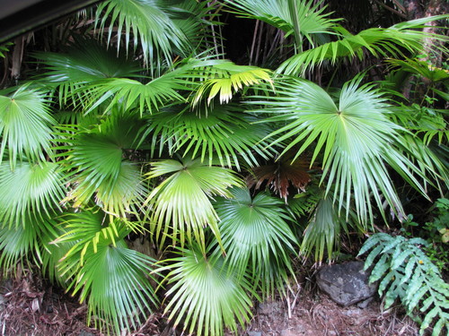 Chinese Fan Palm reference