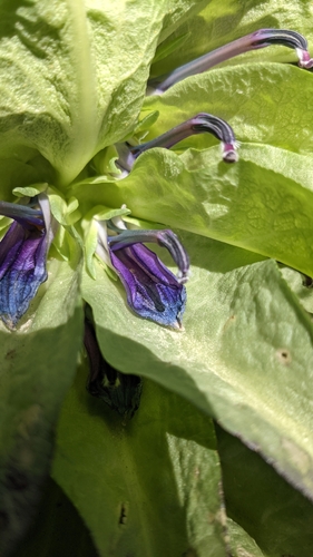 Decken's Lobelia reference