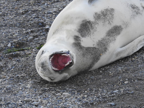 Crabeater Seal reference