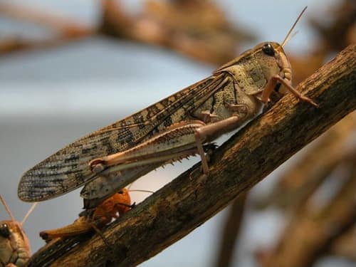 Migratory Locust reference