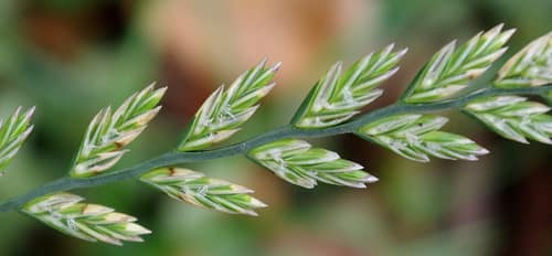 Perennial Ryegrass reference