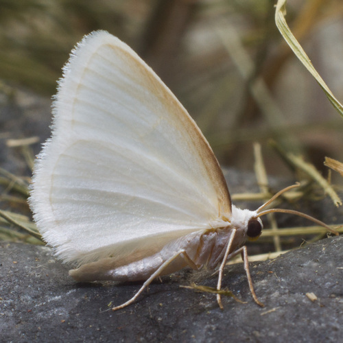 White Spring Moth reference