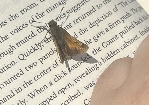 Hobomok Skipper reference