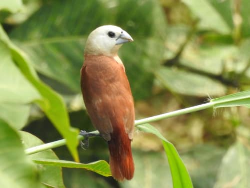 White-headed Munia reference
