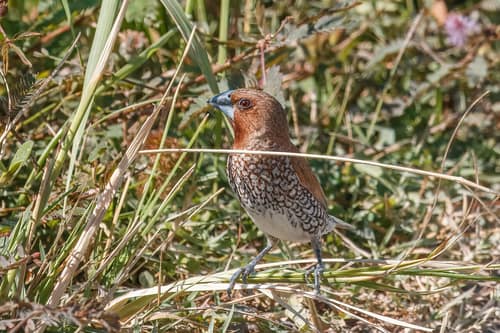 Scaly-breasted Munia reference