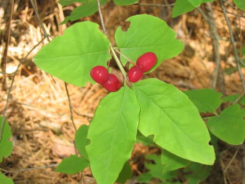 American Fly Honeysuckle reference