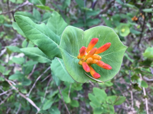 Orange Honeysuckle reference
