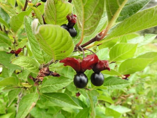 Twinberry Honeysuckle reference