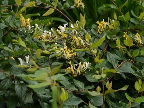 Japanese Honeysuckle reference