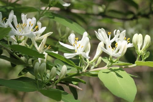 Morrow's Honeysuckle reference