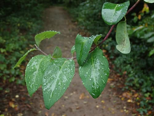 European Honeysuckle reference