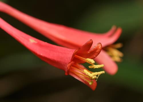 Trumpet Honeysuckle reference