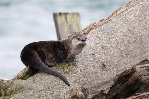 North American River Otter reference