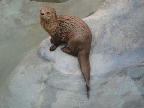 Marine Otter reference