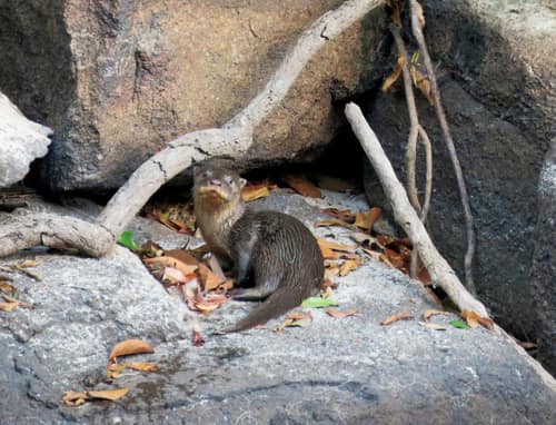 Neotropical Otter reference