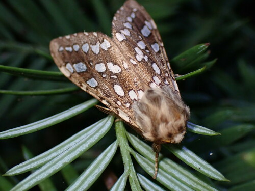 Silver-Spotted Tiger Moth reference
