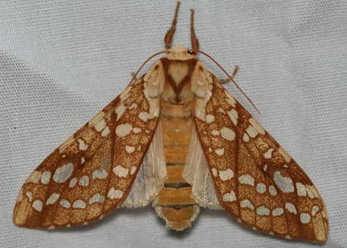Hickory Tussock Moth reference
