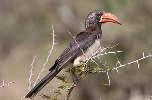 Crowned Hornbill reference