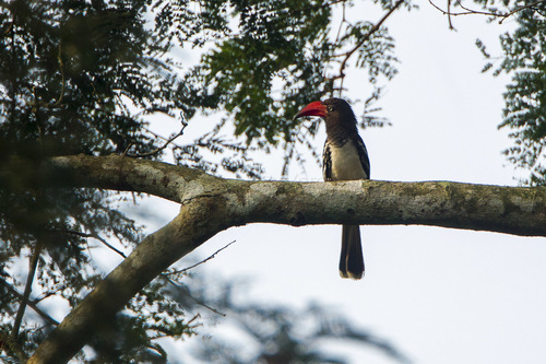 Red-billed Dwarf Hornbill reference