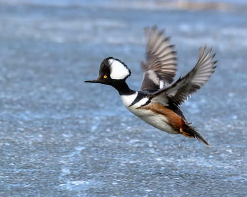 Hooded Merganser reference