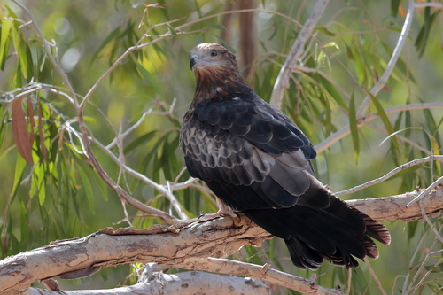 Square-tailed Kite reference