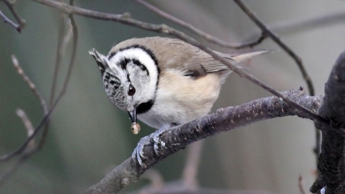 European Crested Tit reference
