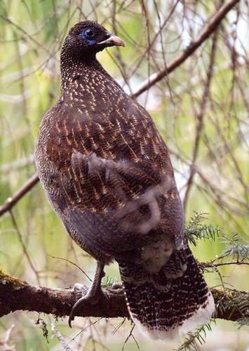Sclater's Monal reference
