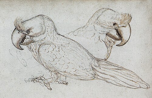 Broad-billed Parrot reference
