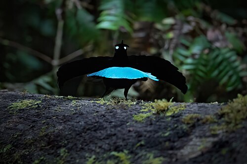Superb Bird-of-Paradise reference