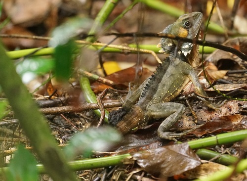Boyd's Forest Dragon reference