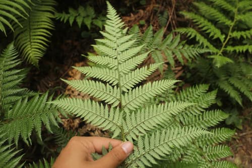 Diamondleaf Fern reference