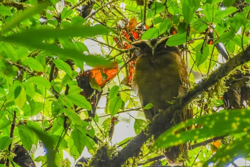 Crested Owl reference
