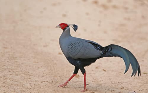 Siamese Fireback reference
